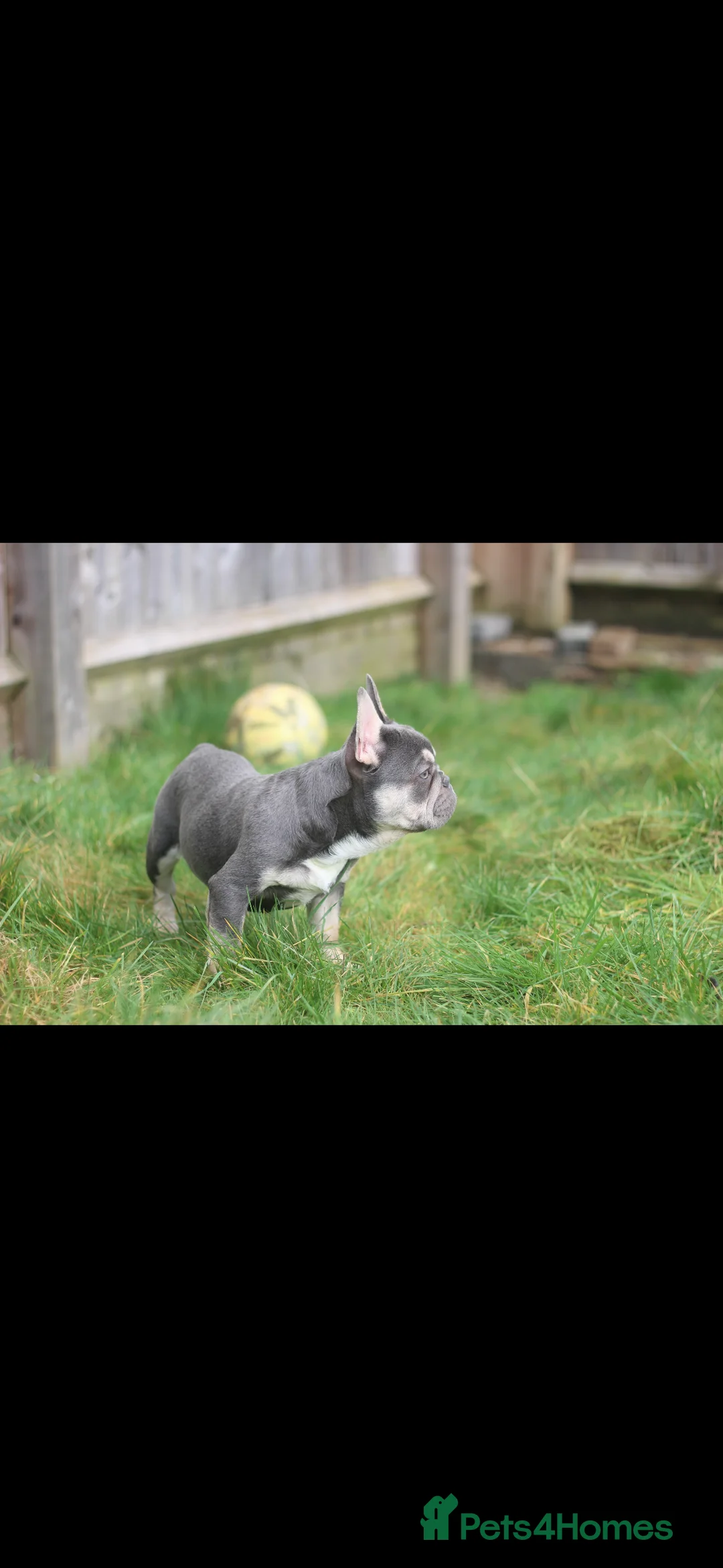 French Bulldog dogs for sale: Frenchies - 2 girls & 1 boy available  - Advert 5