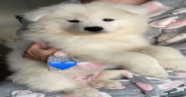 Samoyed dogs - Advert 3