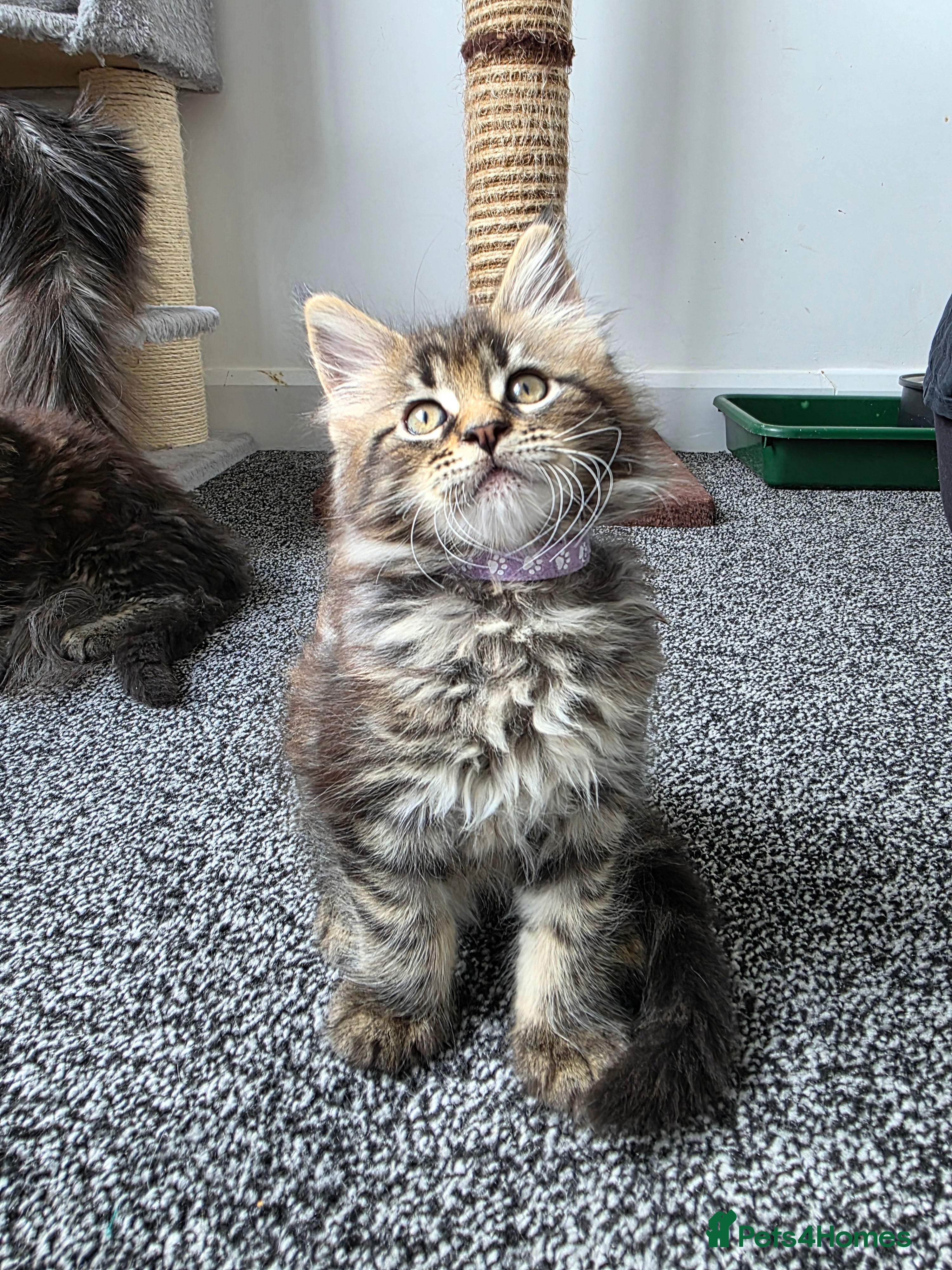 Maine Coon cats Maine coon pedigree kittens  - Advert 2