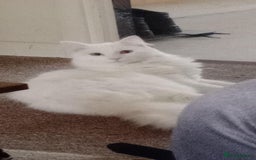 Turkish Angora cats for sale: Turkish angora(?) chalky - Image 2