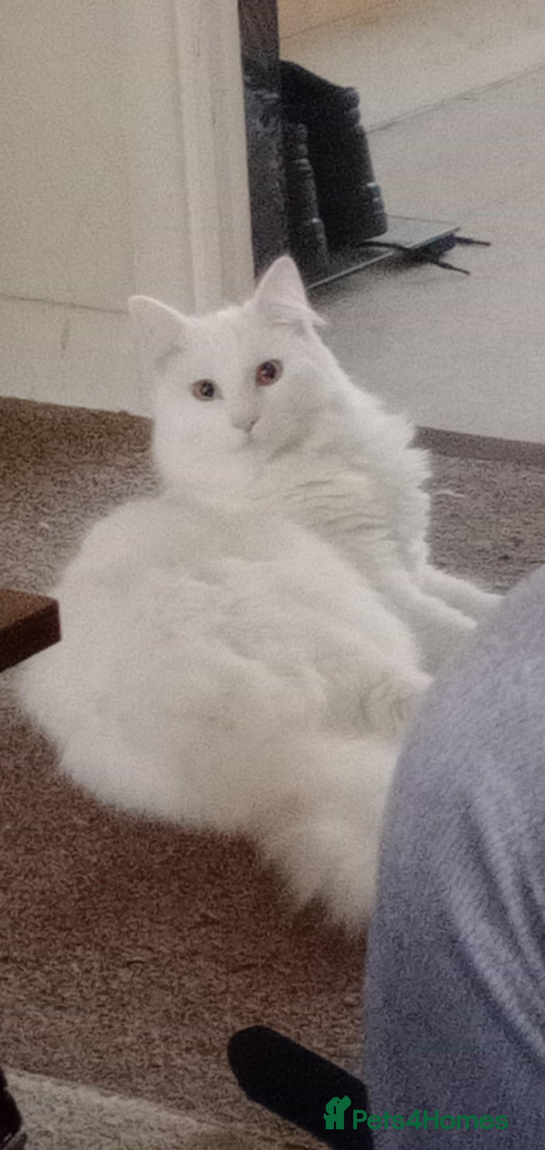 Turkish Angora cats for sale: Turkish angora(?) chalky - Image 2