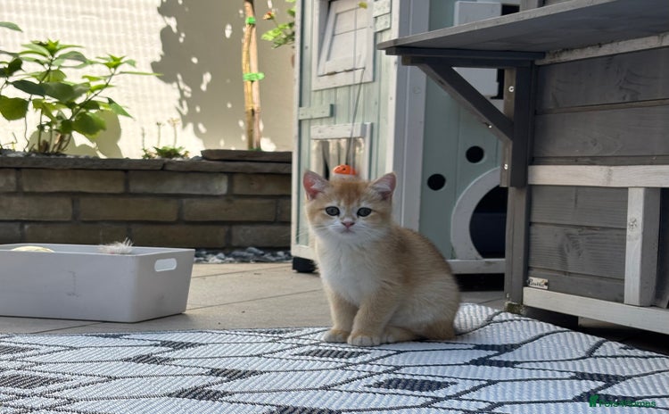 British Shorthair cats in London - Advert 10