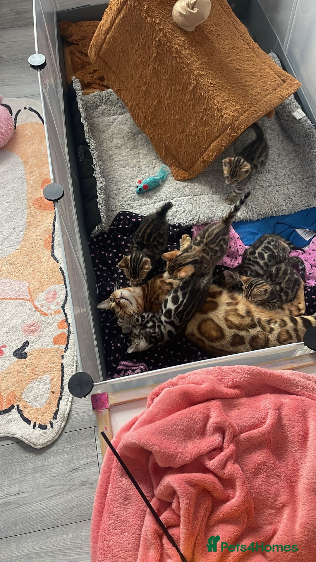 Bengal cats for sale: 🐾 Stunning Bengal Kittens for Loving Homes 🐆 - Image 1