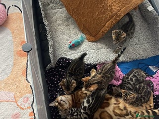 Bengal cats for sale - Advert 1