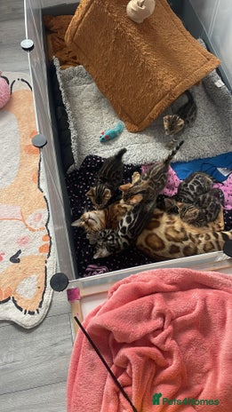 Bengal cats - Advert 3