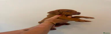 Hungarian Vizsla 3