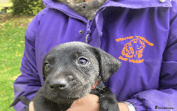Labrador Retriever dogs for sale: Labrador Puppies from Working Parents - Image 23