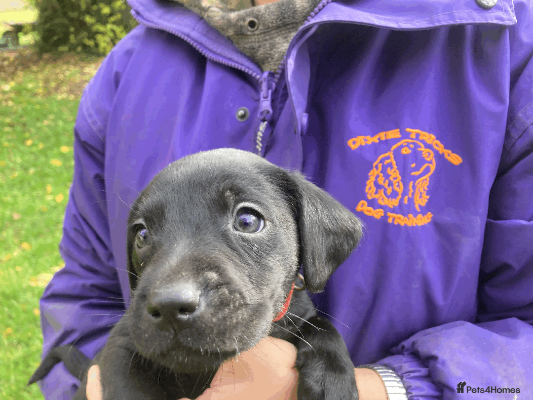 Labrador Retriever dogs for sale: Labrador Puppies from Working Parents - Image 23