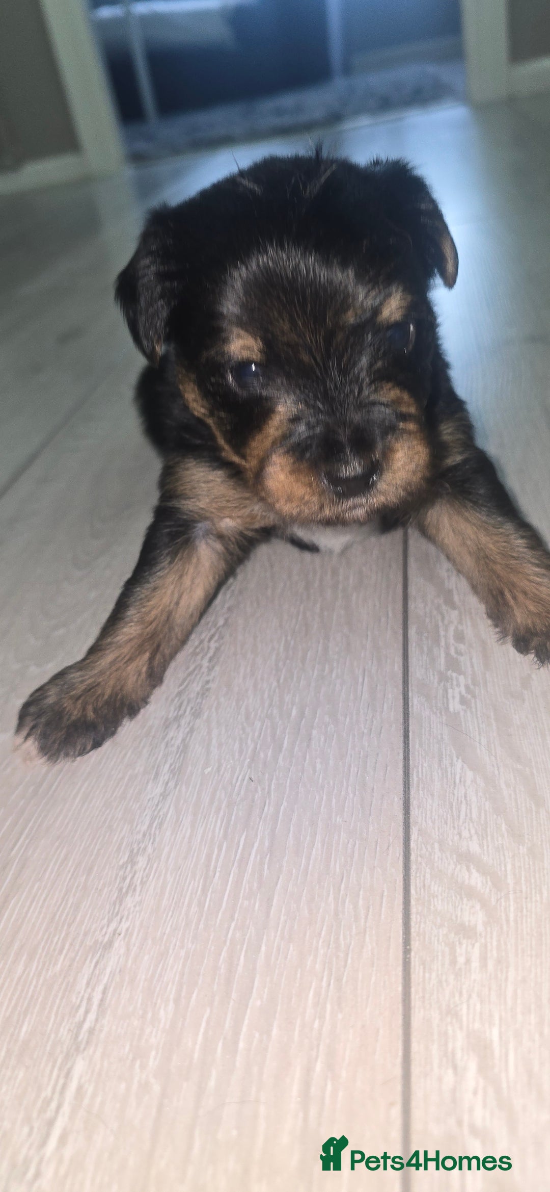 Mixed Breed dogs for sale: Yorkshire terier puppys - Advert 4