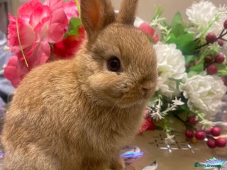 Netherland Dwarf rabbits - Advert 1