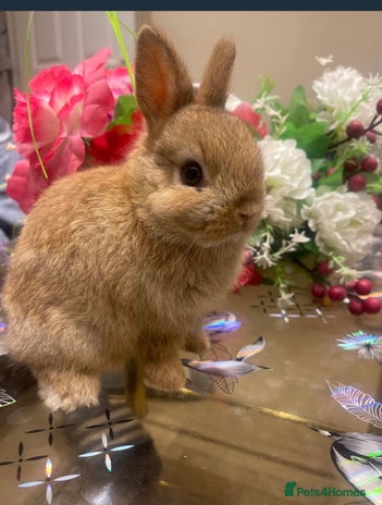 Netherland Dwarf rabbits - Advert 3