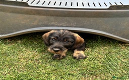 Dachshund dogs for sale: Wirehaired dachshund (Teckel) puppies - Image 4