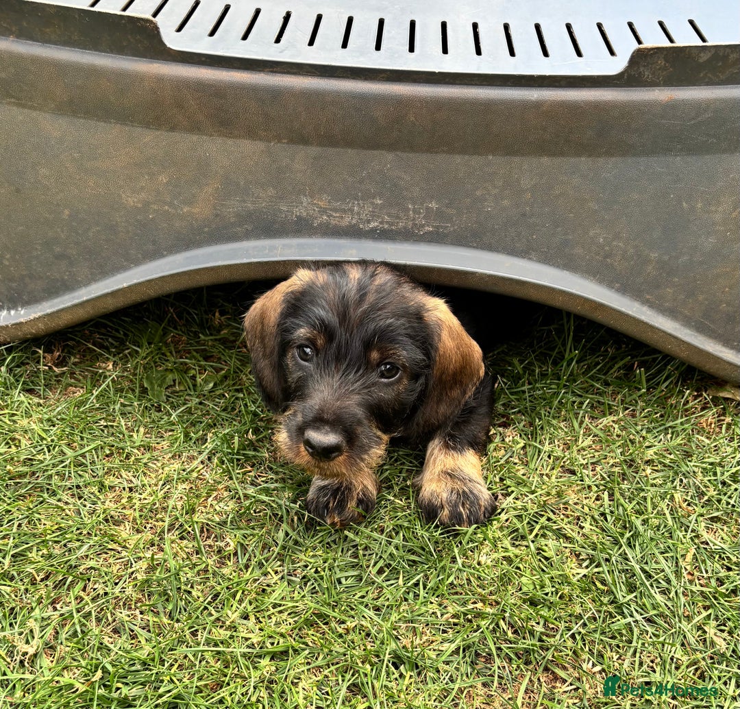 Dachshund dogs for sale: Wirehaired dachshund (Teckel) puppies - Image 4