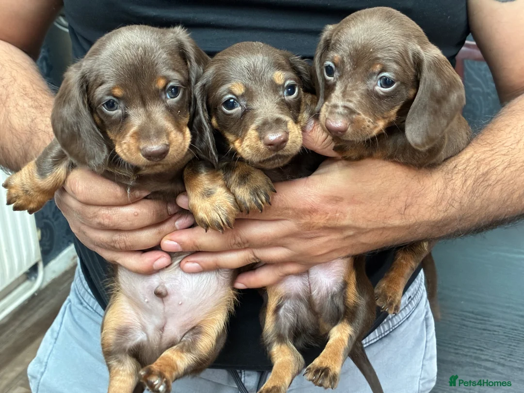 Miniature Dachshund dogs for sale: 6 gorgeous miniature Dachshunds 🥰 - Advert 2