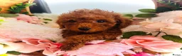 Toy Poodle dogs for sale: Miniature Toy Poodles in Chatteris - Advert 6