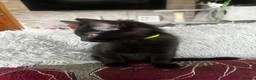 British Longhair cats for sale: 4 Beautiful Kittens Left  - Advert 13