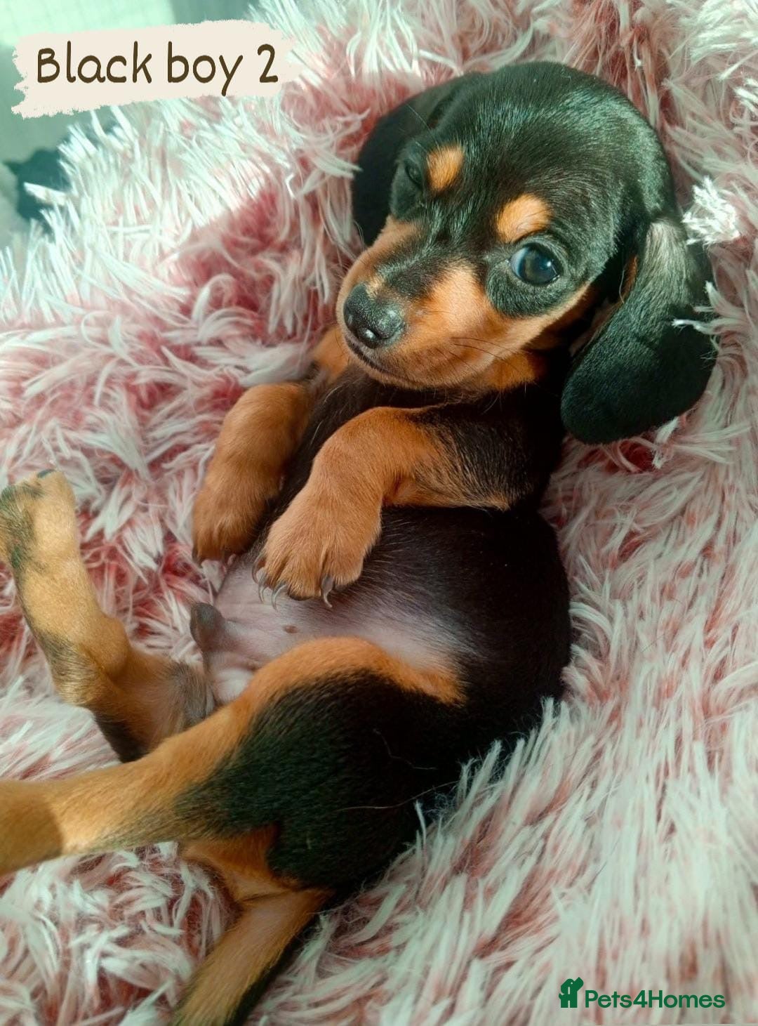 Miniature Dachshund dogs for sale: ✨ Miniature Dachshund– 6 Beautiful Pups! ✨ - Advert 9
