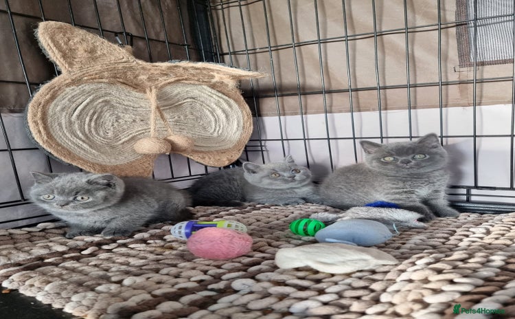 British Shorthair cats - Advert 4