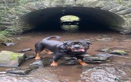 Rottweiler dogs for stud: Ralph the Rottweiler🔥 - Image 9