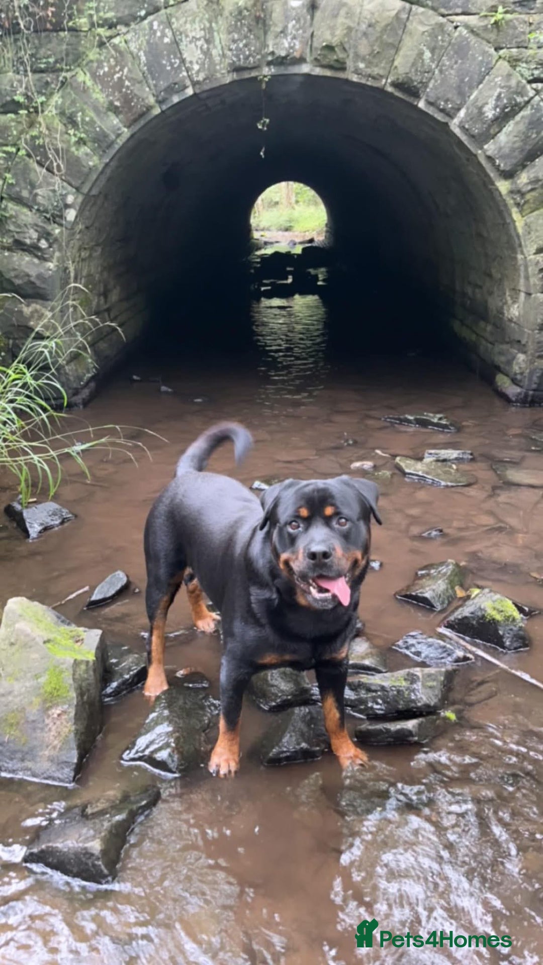 Rottweiler dogs for stud: Ralph the Rottweiler🔥 - Image 9