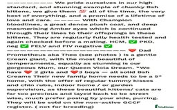 British Shorthair cats for sale: GCCF reg. BSH male and Blue cream girl  - Image 8