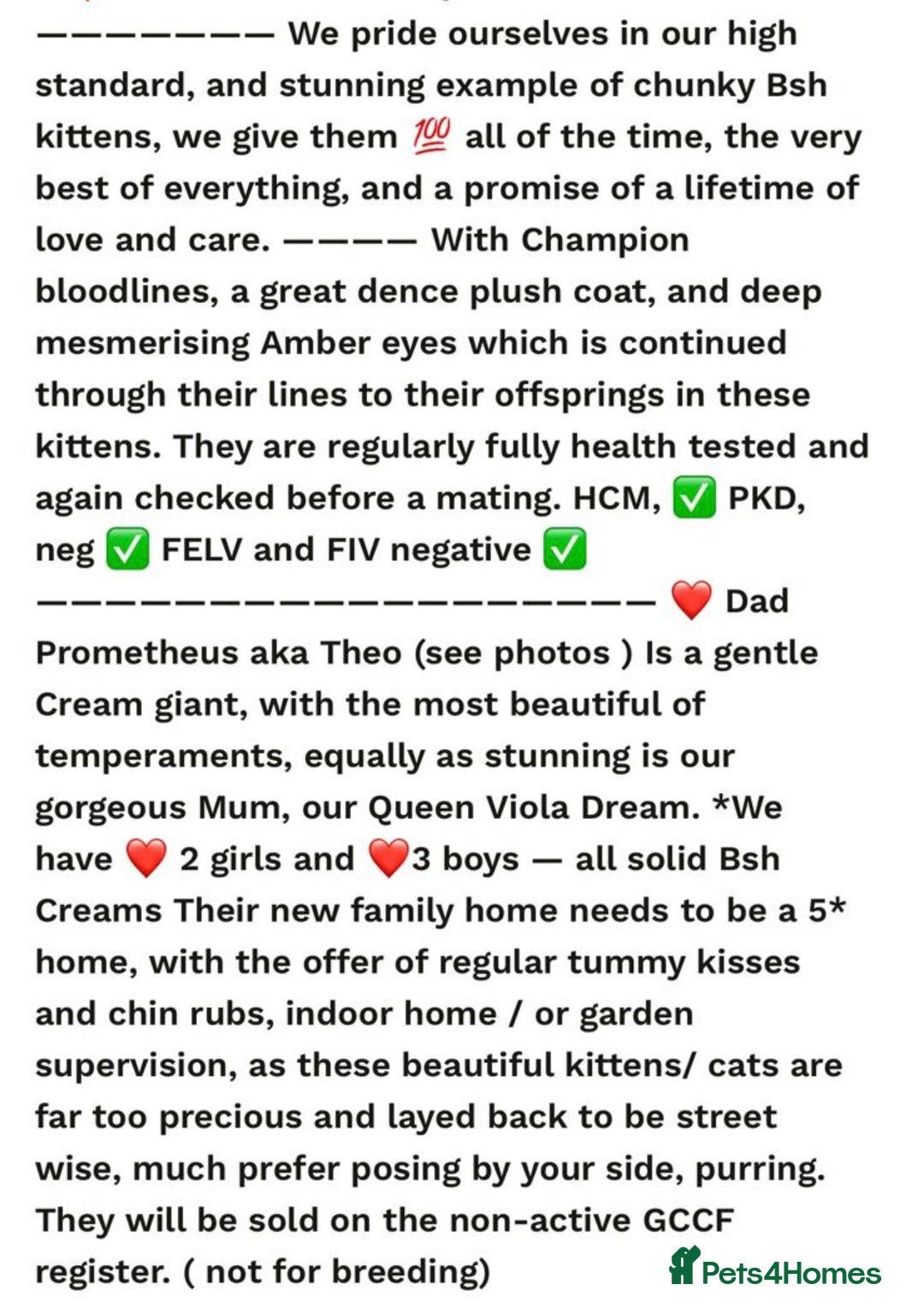 British Shorthair cats for sale: GCCF reg. BSH male and Blue cream girl  - Image 8