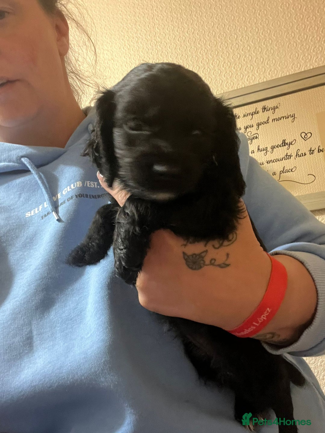 Cockapoo dogs for sale: 2 black stunning girls cockerpoos - Advert 13