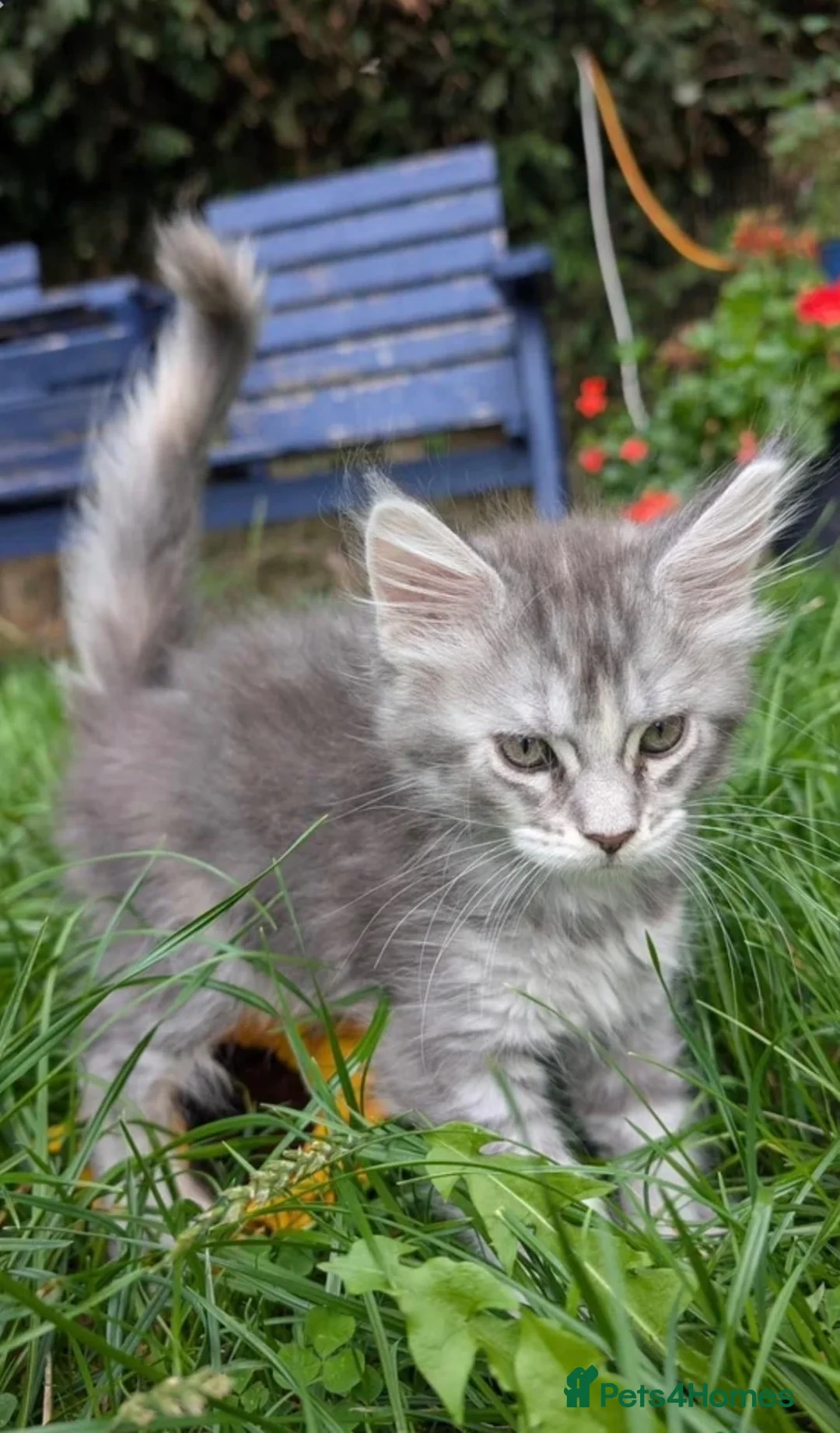 Maine Coon cats for sale: Maine Coon Kittens in Stoke-on-Trent - Advert 2