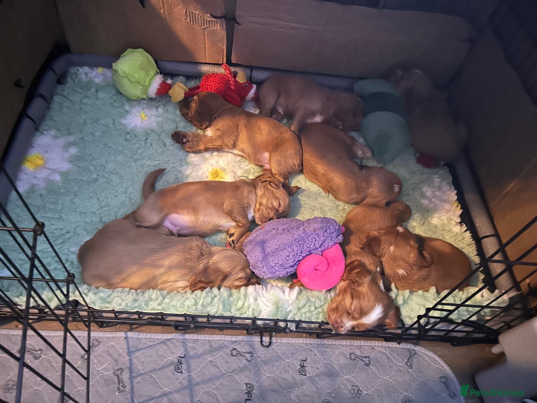 Cocker Spaniel dogs for sale: Lovely spaniels  - Advert 9