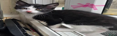 Mixed Breed Kitten 2