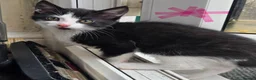 Mixed Breed cats for sale: 4 beautiful kittens - Advert 5