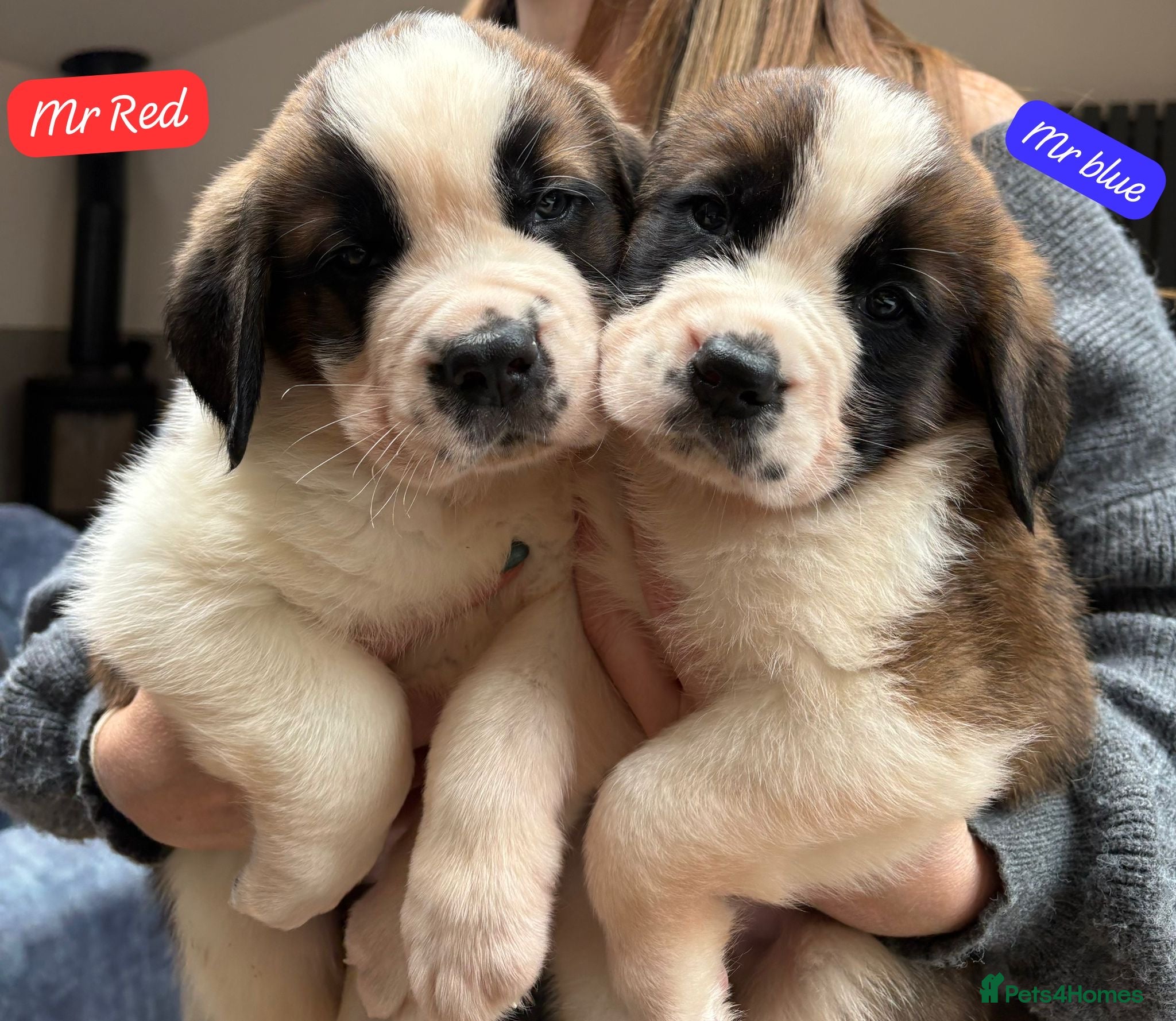 Saint Bernard dogs Gorgeous Saint Bernard KC Reg Pups Rough & Smooth - Advert 3