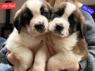 Saint Bernard dogs Gorgeous Saint Bernard KC Reg Pups Rough & Smooth - Advert 3