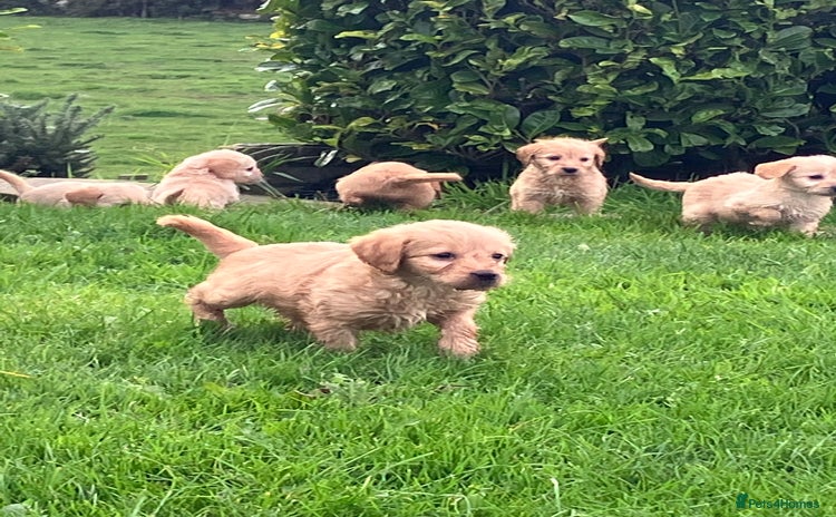 Labradoodle dogs - Advert 1
