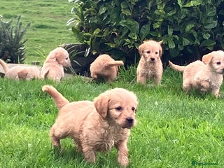 Labradoodle dogs - Advert 19