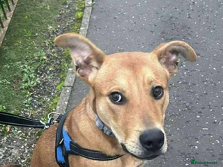 Mixed Breed dogs Staffordshire bull terrier/ Belgian Malinois - Advert 8