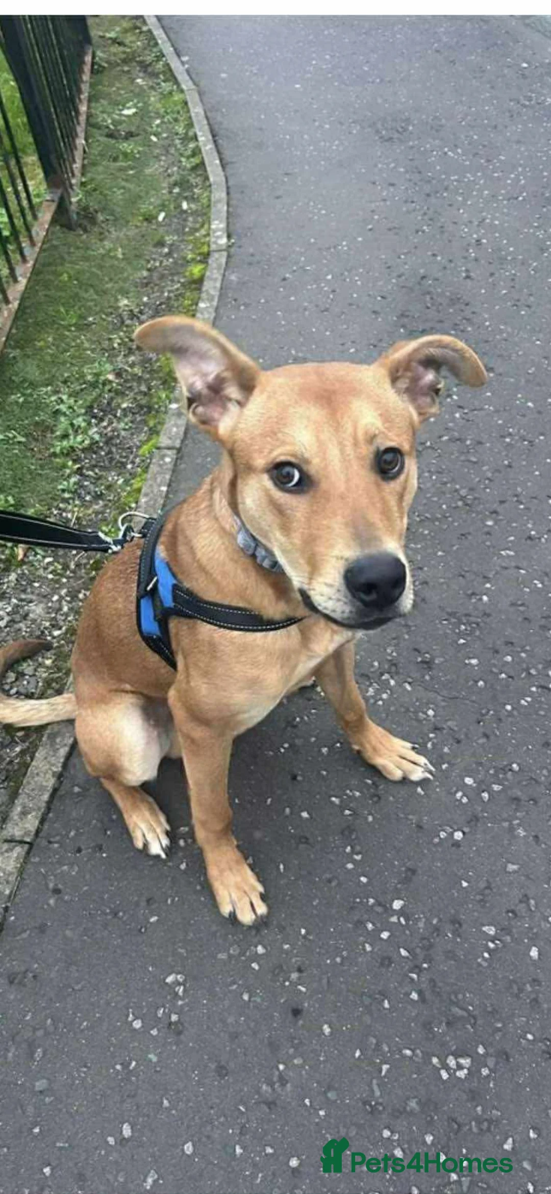 Mixed Breed dogs for sale:  Staffordshire bull terrier/ Belgian Malinois  - Advert 1