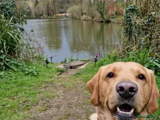 Labrador Retriever dogs Beautiful Golden Labrador For Stud - Advert 3