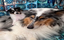 Rough Collie dogs for sale: PUPPY MASSIVE REDUCTION-TRI/COL boy 10w DNA-CLEAR  - Image 6