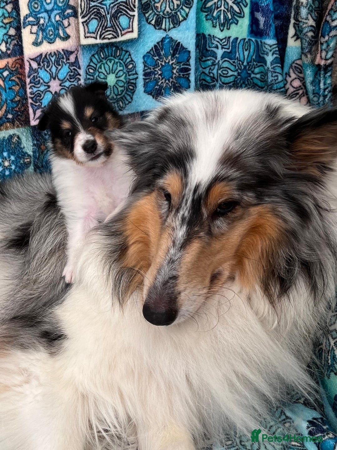Rough Collie dogs for sale: PUPPY MASSIVE REDUCTION-TRI/COL boy 10w DNA-CLEAR  - Image 6
