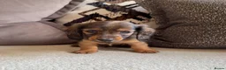 Miniature Dachshund dogs for sale: Miniature Long Haired Dachshund Puppies Available! - Advert 5