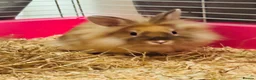 Lionhead rabbits for sale: Purebred lionhead female  - Advert 1