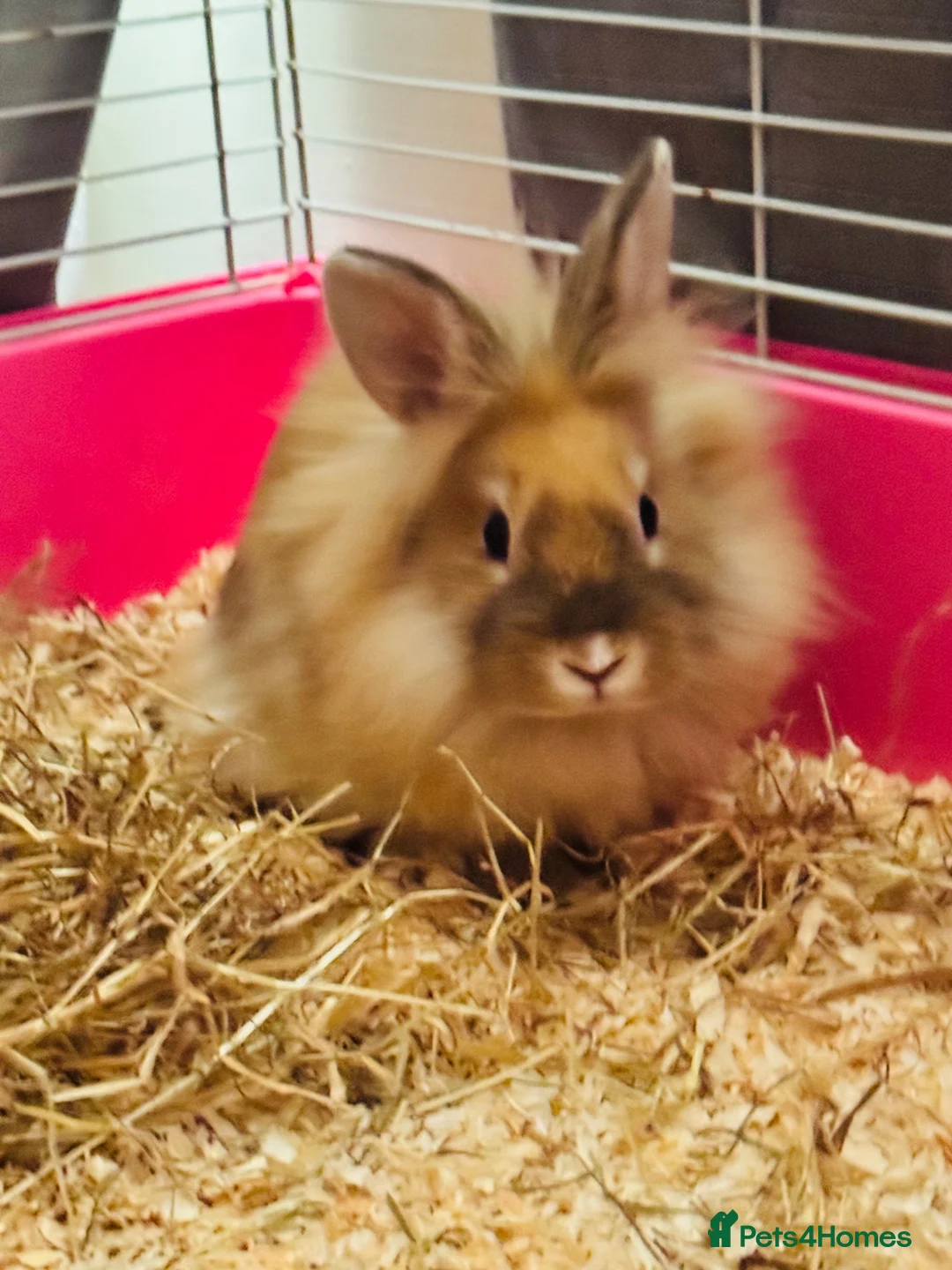 Lionhead rabbits for sale: Purebred lionhead female  - Advert 1