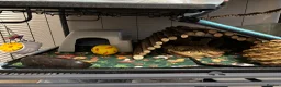 Rat rodents for sale: Two male Rex rats - Advert 3