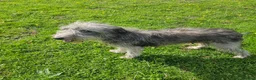 Mixed Breed dogs for sale: Bedlington whippet greyhound  - Advert 12
