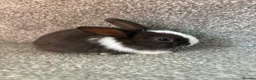 Mixed Breed rabbits for sale: Bunnies for sale - Advert 4