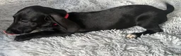 Mixed Breed dogs for sale: Miniature dachshund cross lab (dashadors)  - Advert 6