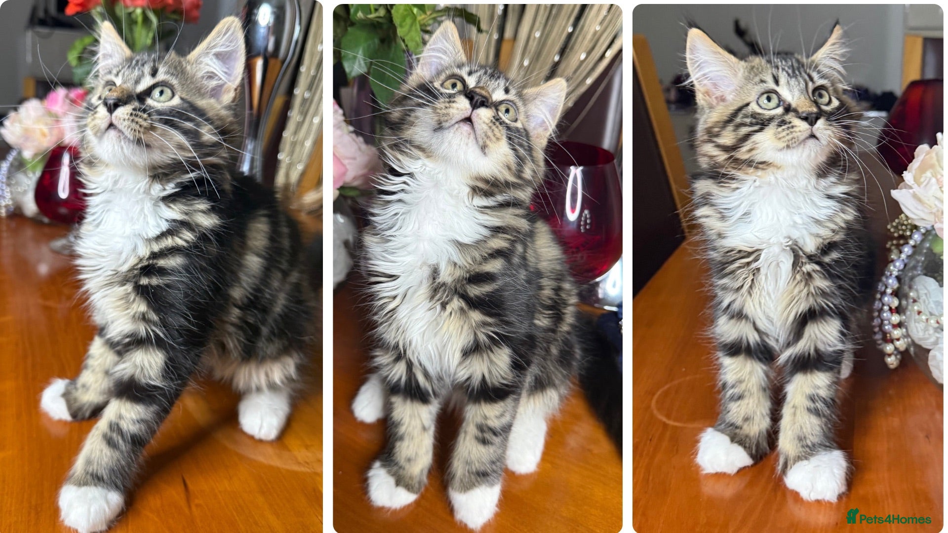 Mixed Breed cats Maine Coon Mixed Kittens Tabby & Tuxedo Richmond - Advert 14
