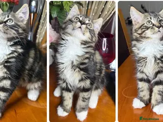 Mixed Breed cats Maine Coon Mixed Kittens Tabby & Tuxedo Richmond - Advert 1