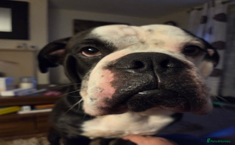 Alapaha Blue Blood Bulldog dogs - Advert 1